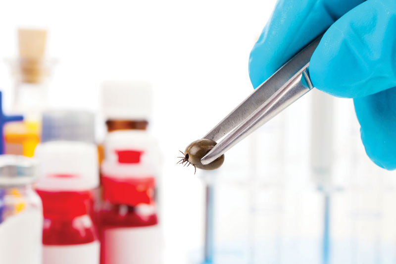 Six Innovative Treatments for Lyme Disease Six Innovative Treatments for Lyme Disease