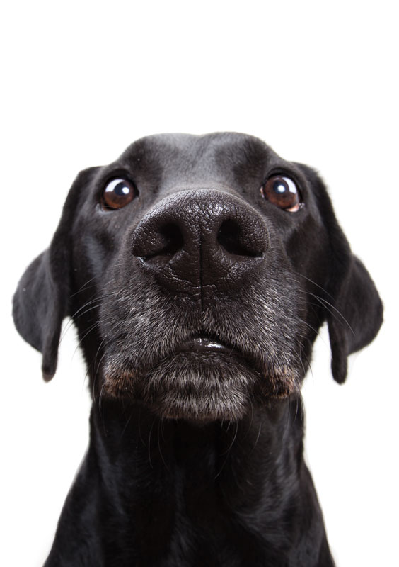 Natural Approaches to Behavioral and Neurological Issues in Pets Natural Approaches to Behavioral and Neurological Issues in Pets